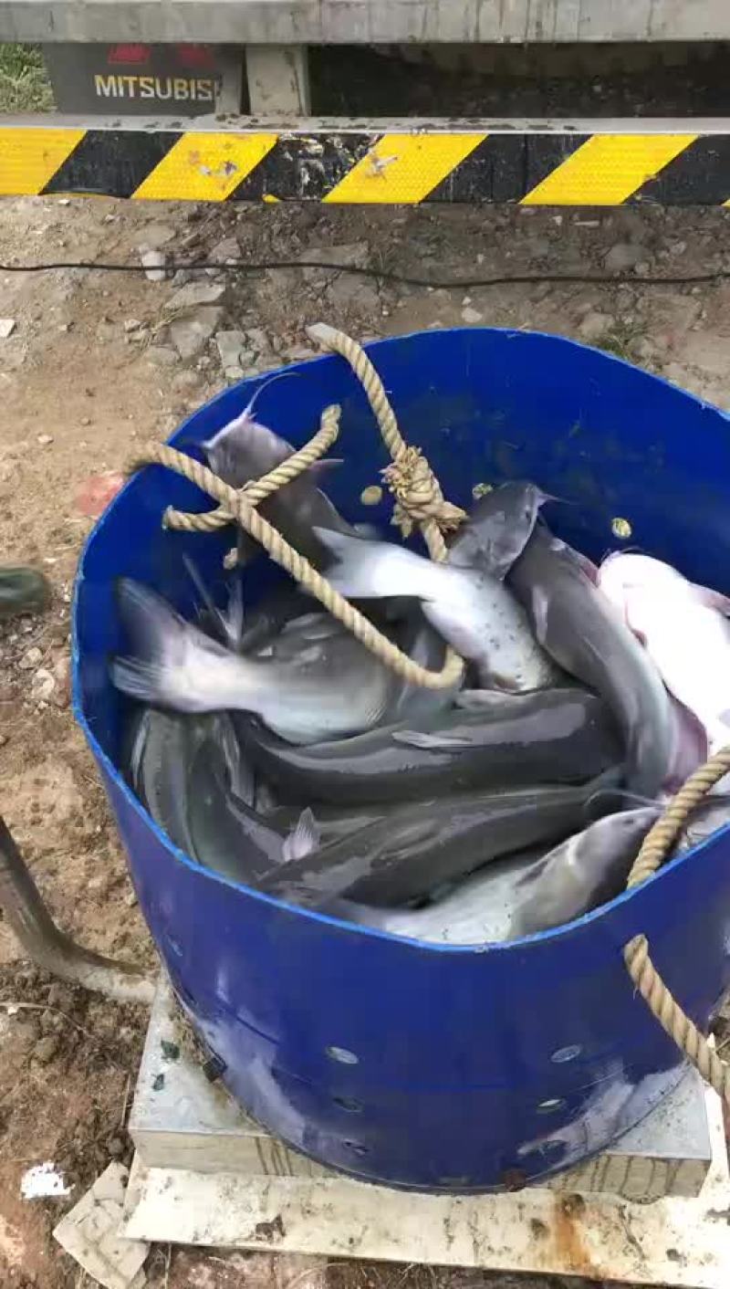 大量出售各种规格叉尾鮰鱼苗