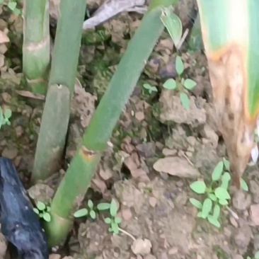 自家种的生姜