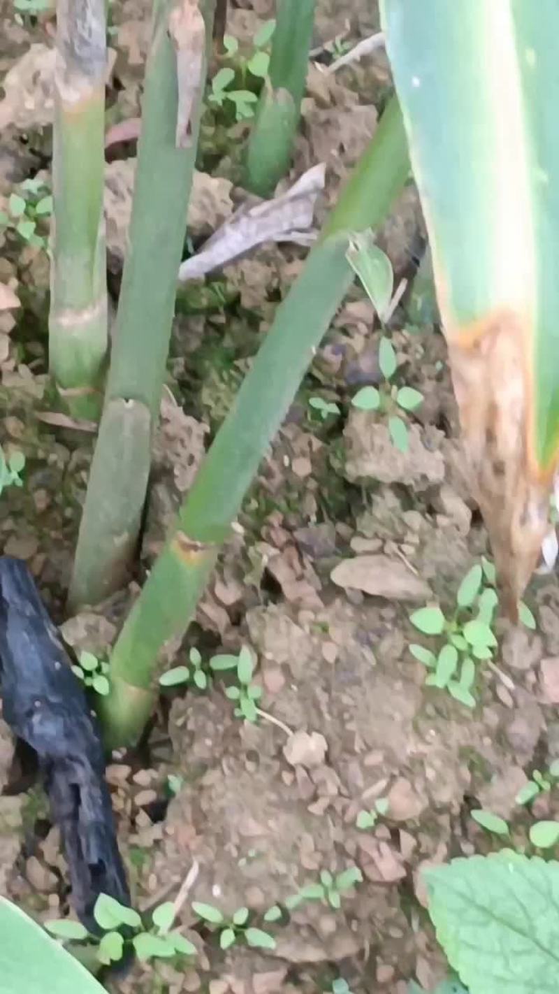 自家种的生姜