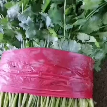 大叶香菜