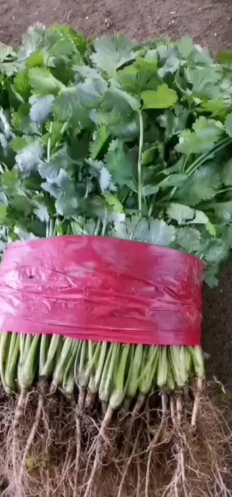 大叶香菜