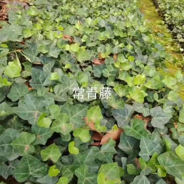 常青藤