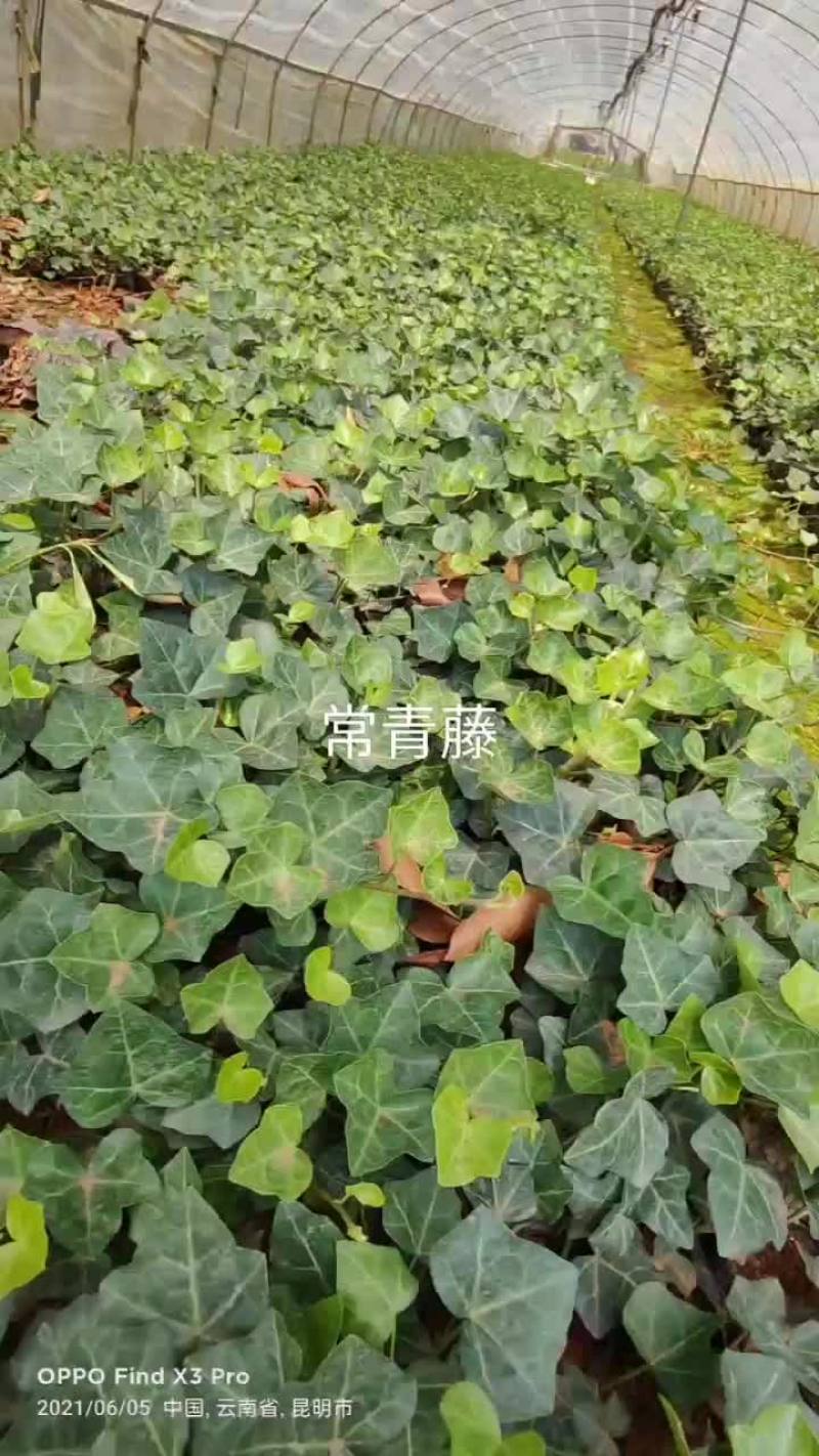 常青藤