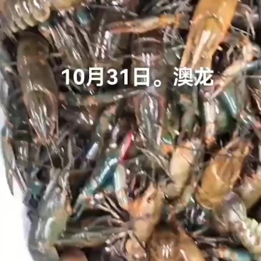 澳龙