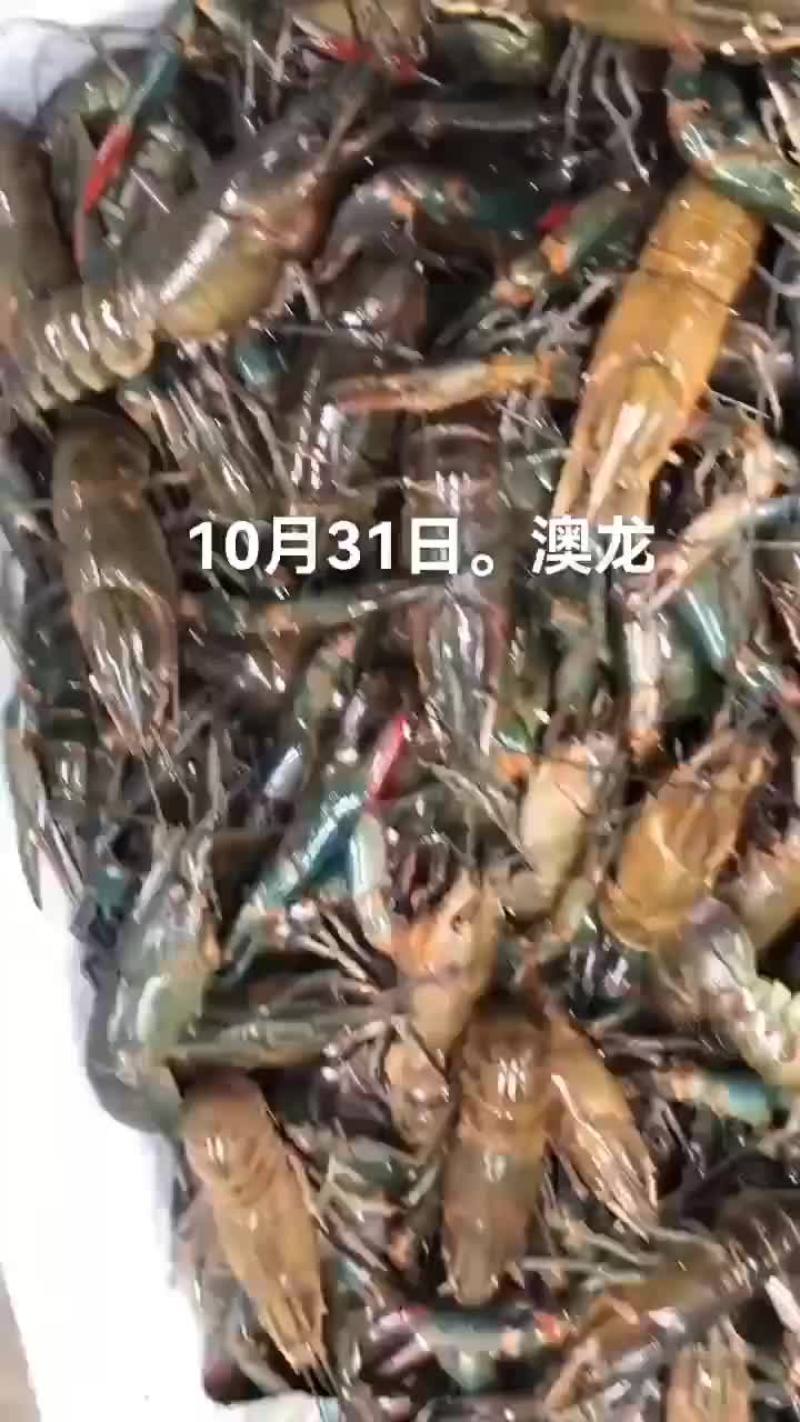 澳龙
