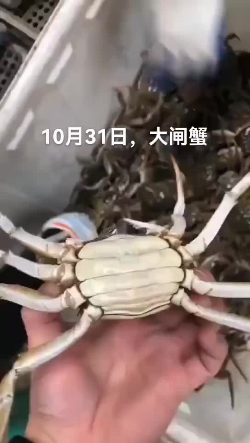 大闸蟹