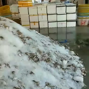 三点蟹