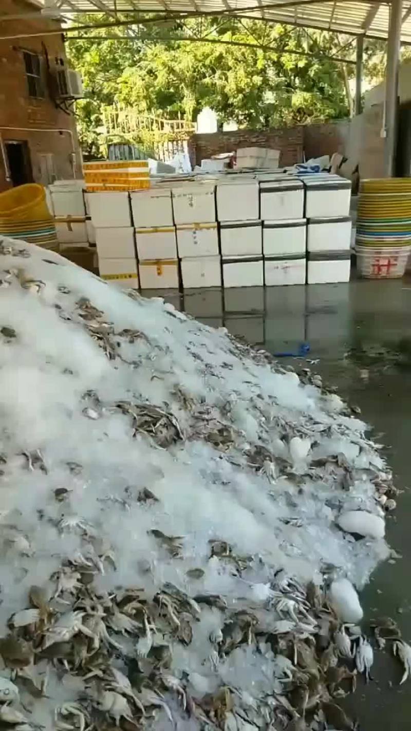 三点蟹