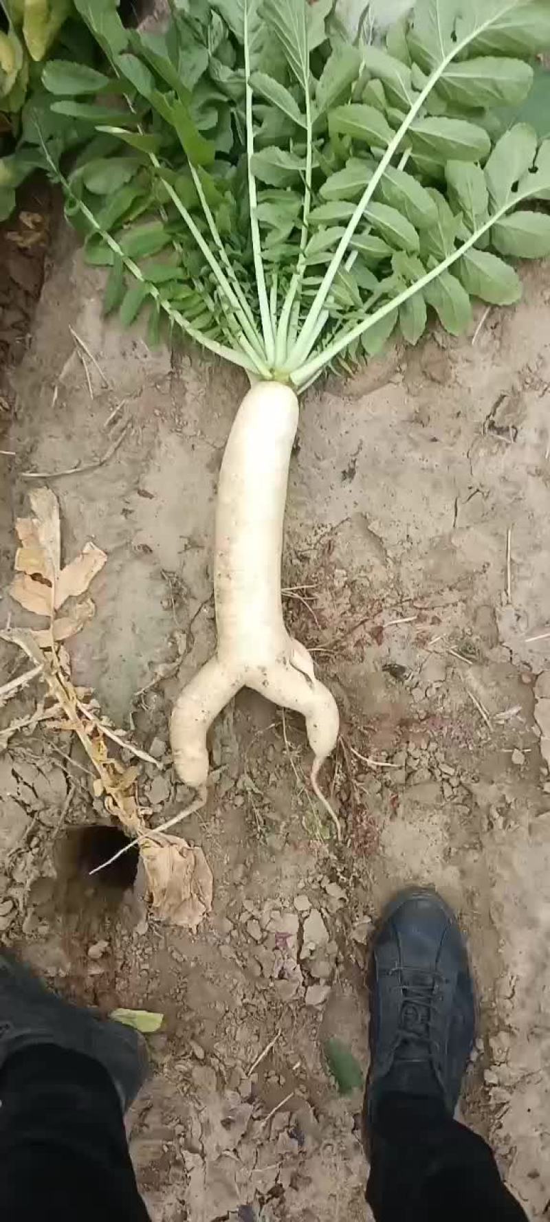 白萝卜