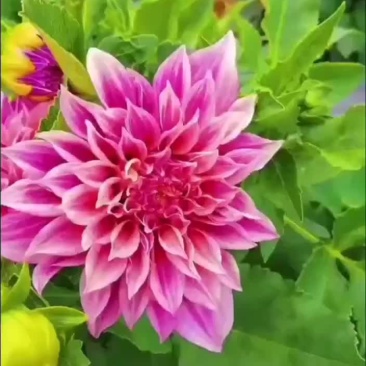 小丽花种子