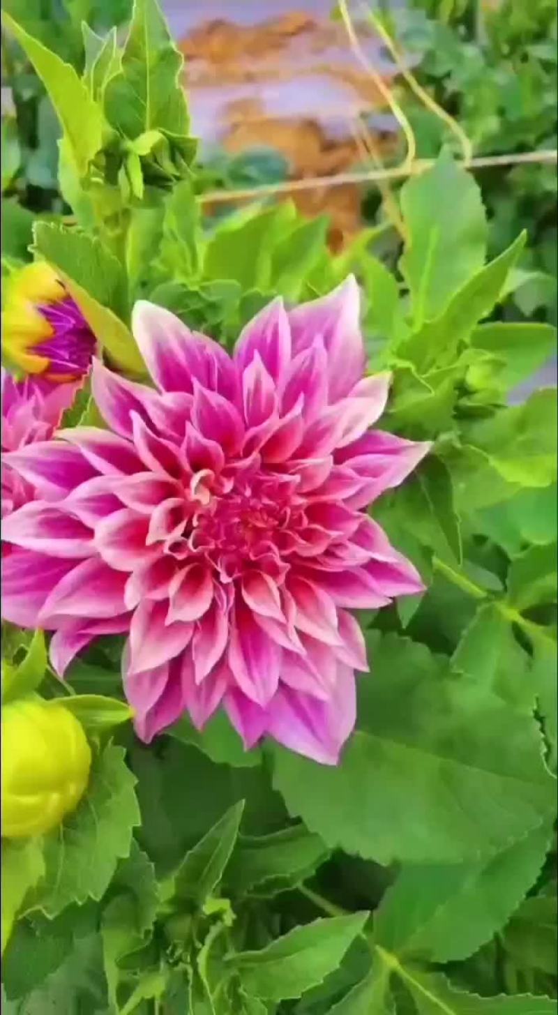 小丽花种子