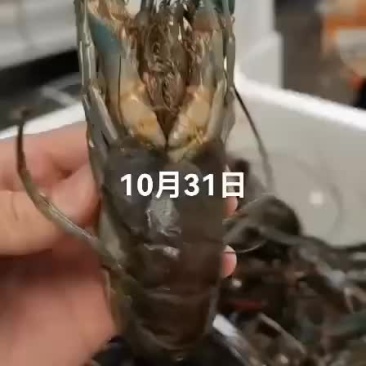 澳龙