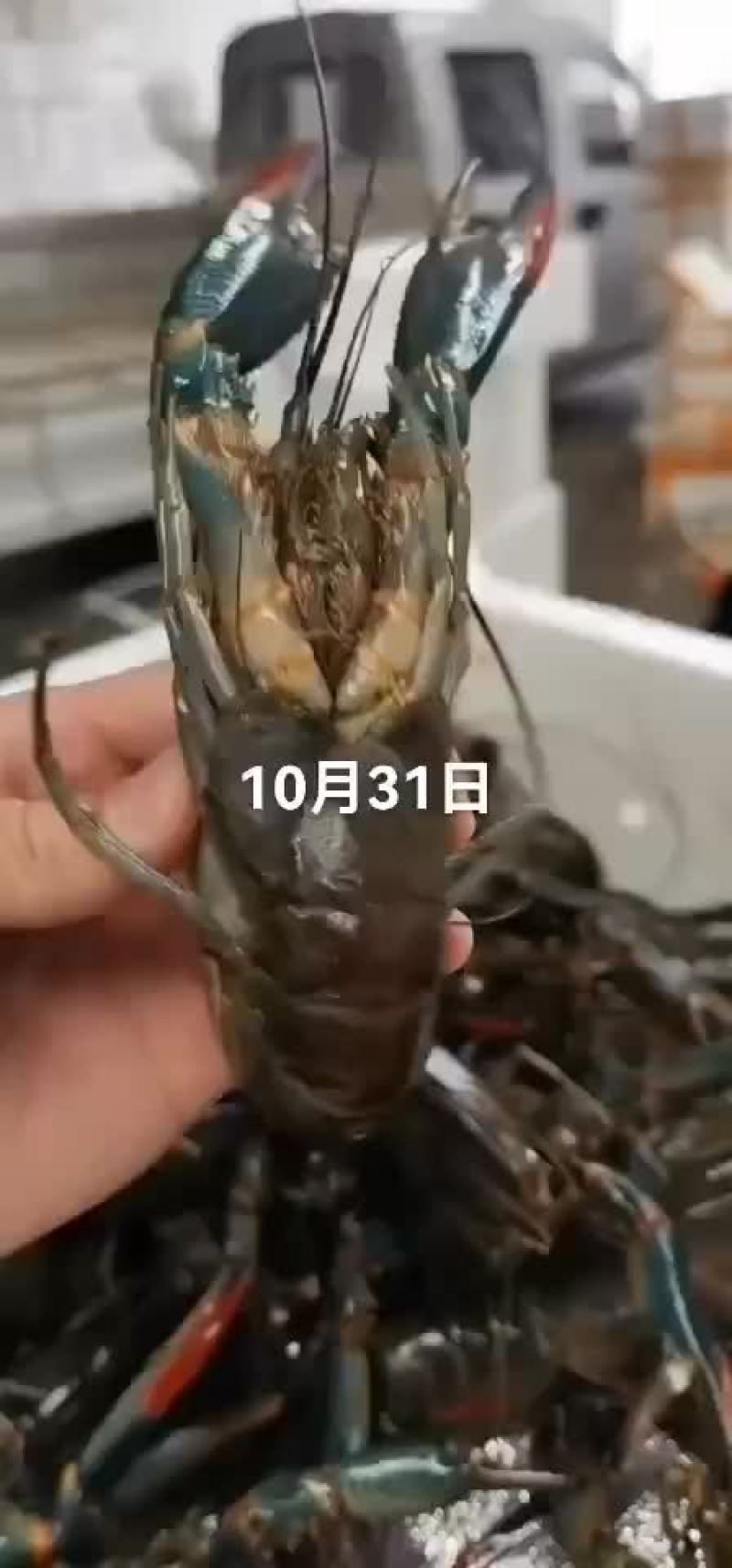 澳龙