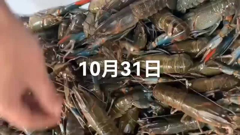 澳龙