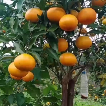 柑橘苗铺
