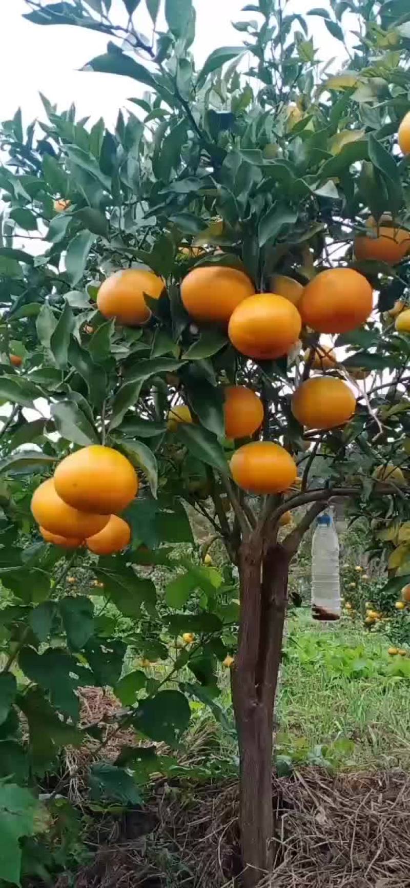 柑橘苗铺