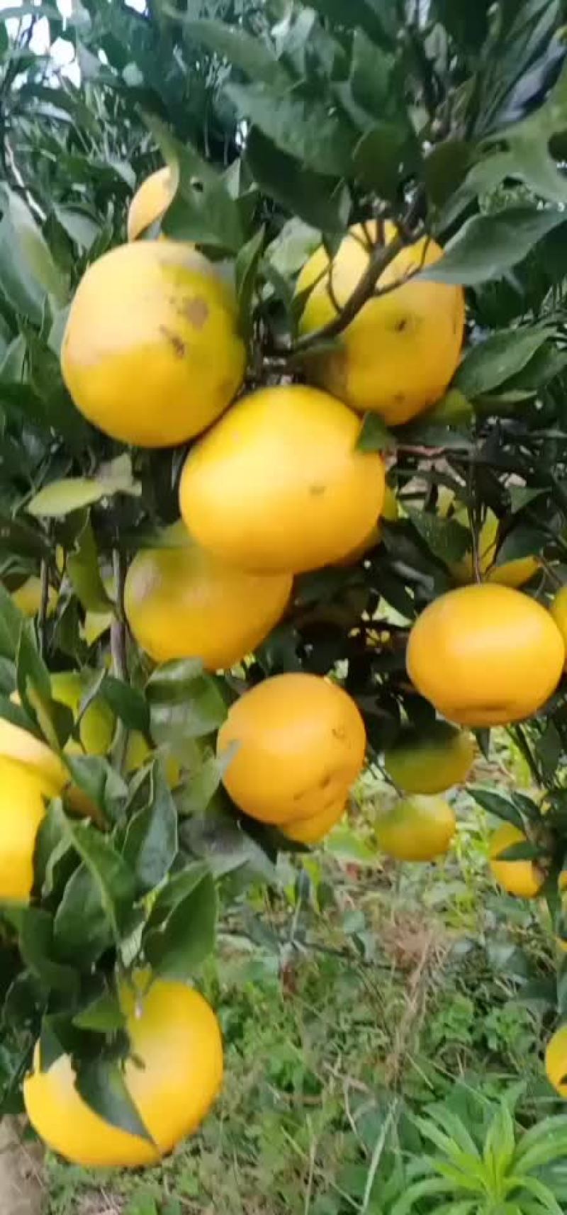 柑橘苗铺