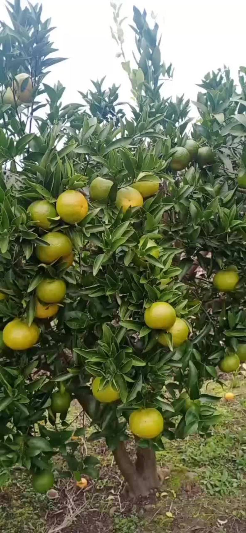 柑橘苗铺