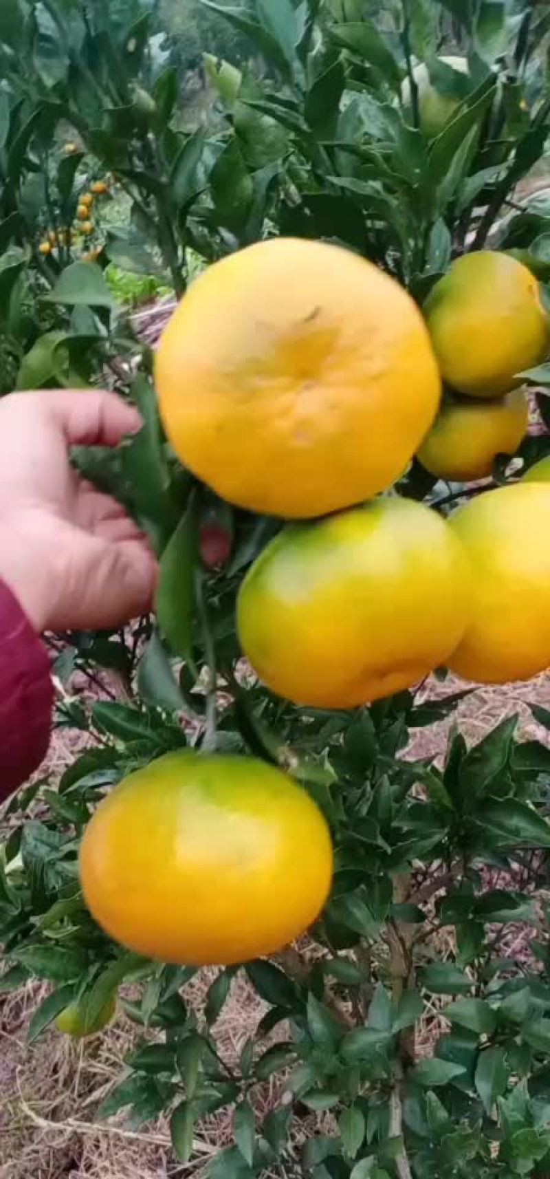 柑橘苗铺