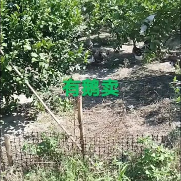 有鹅卖
