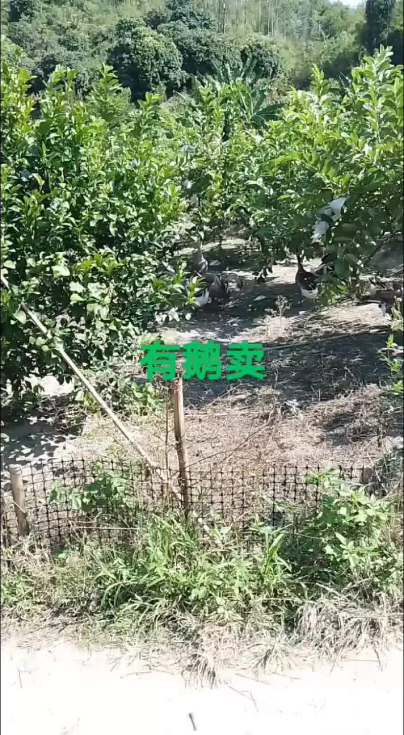 有鹅卖