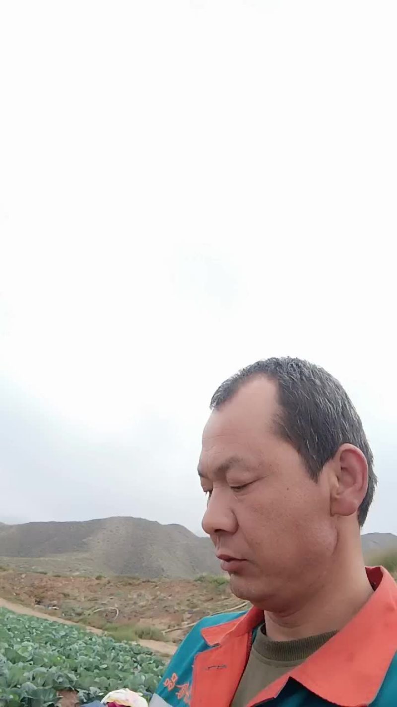 中卫甘蓝
