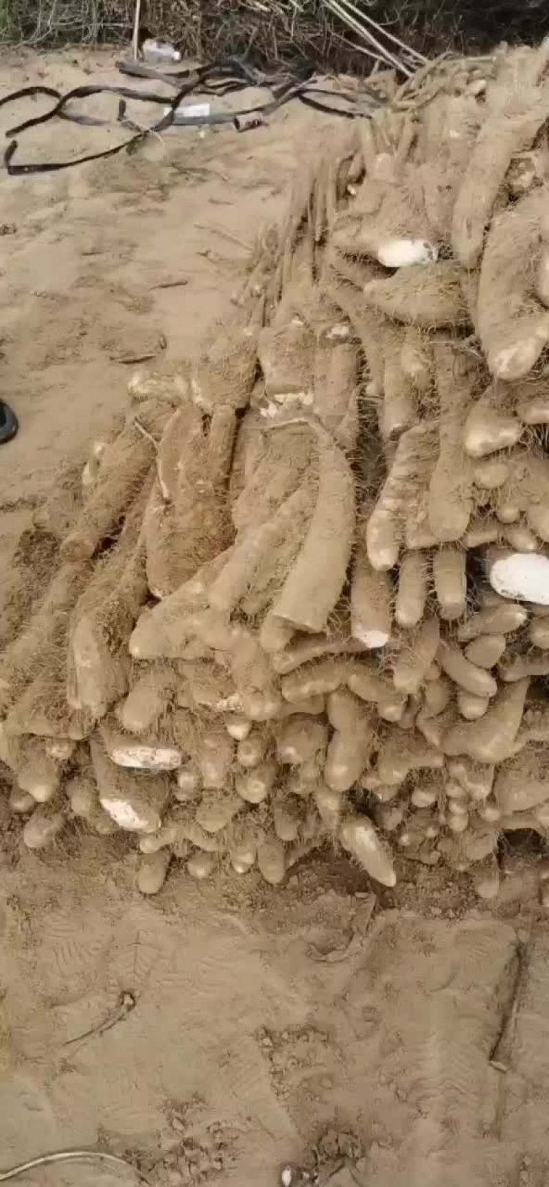 榆林白玉大脚板
