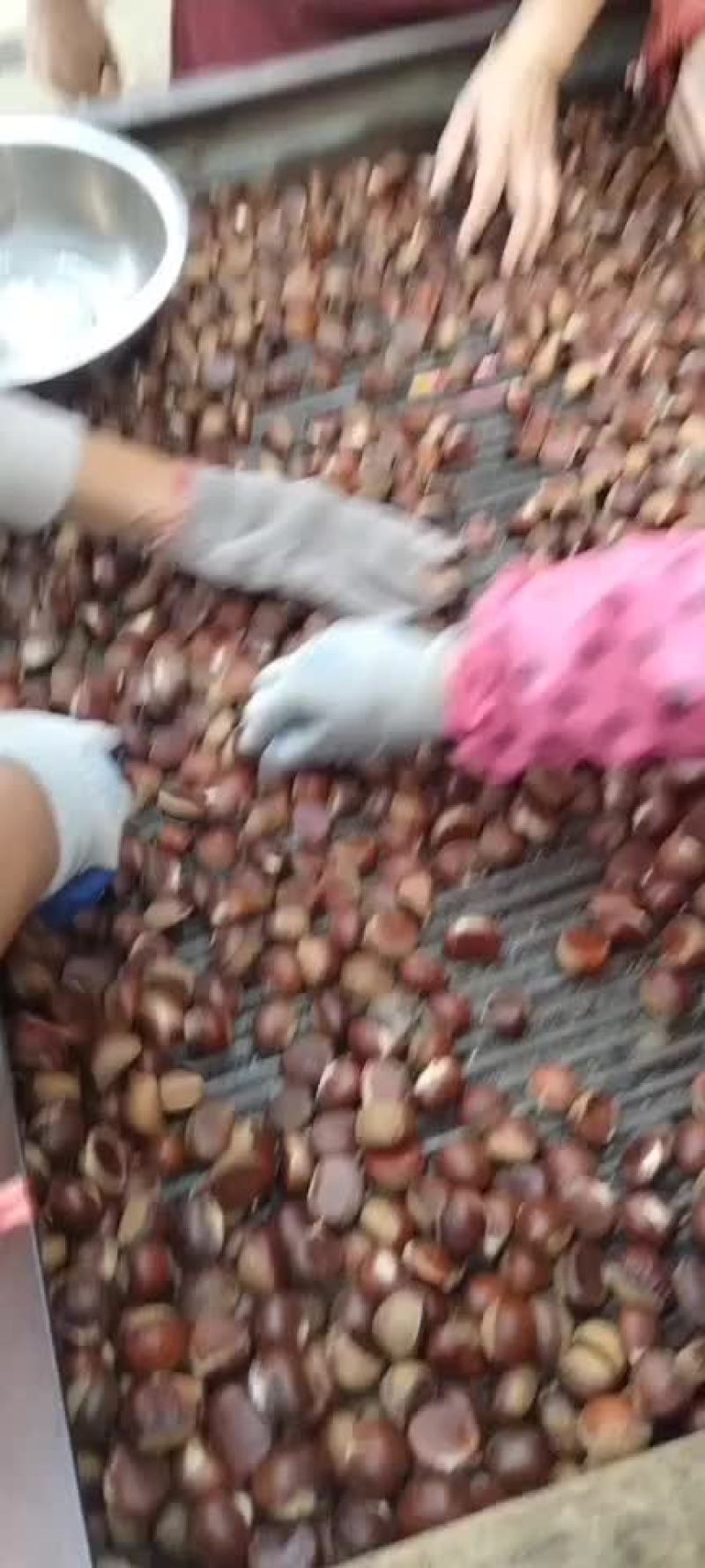 油栗