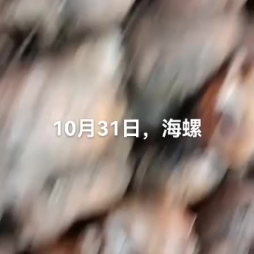 海螺