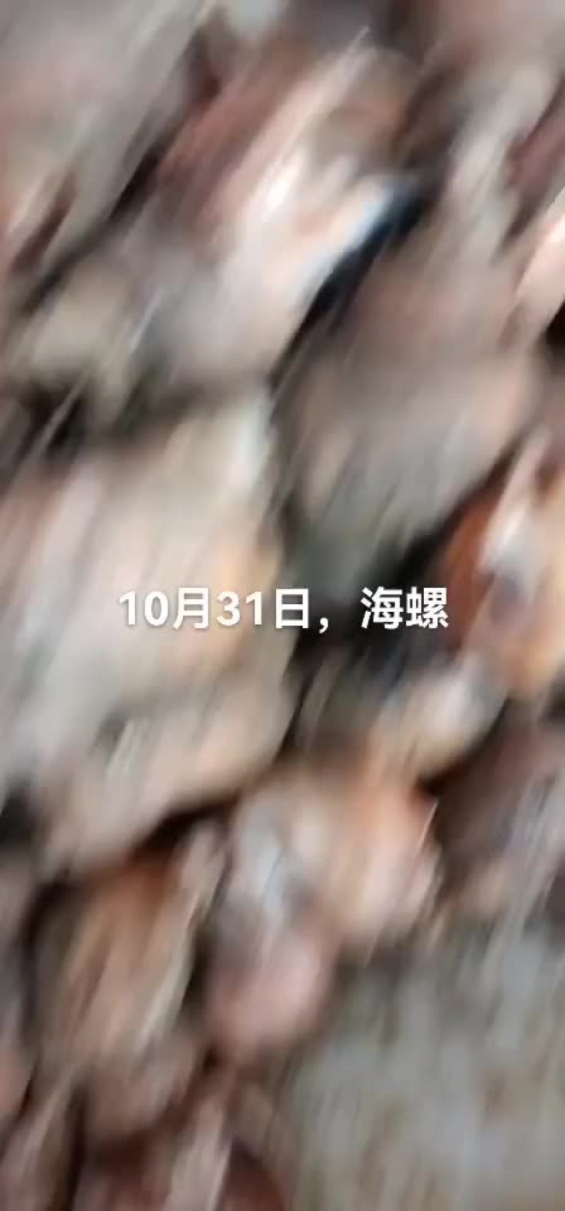 海螺