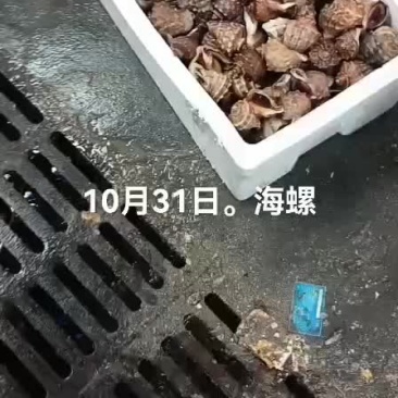 海螺