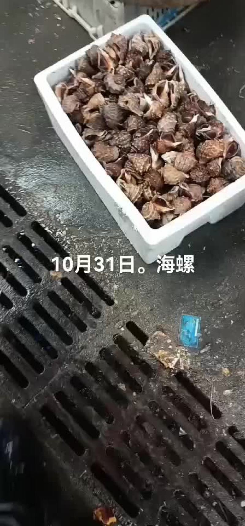 海螺