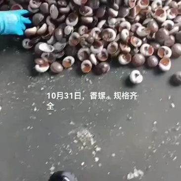 香螺