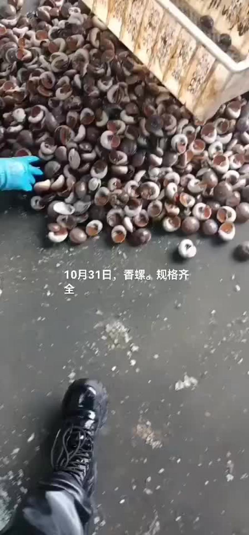 香螺