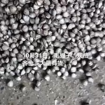 毛蚶子，赤贝