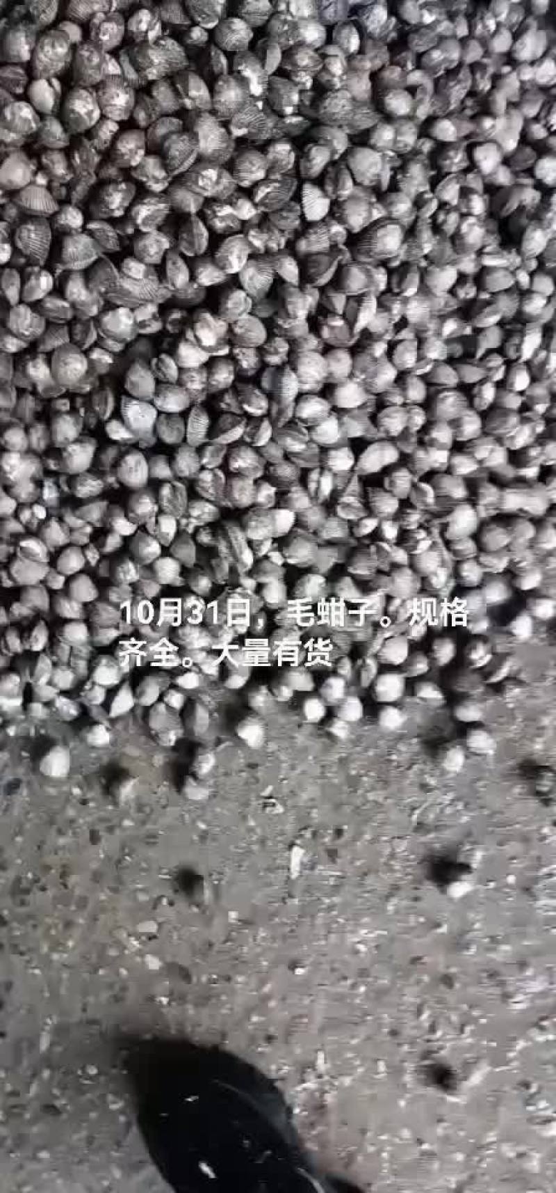 毛蚶子，赤贝