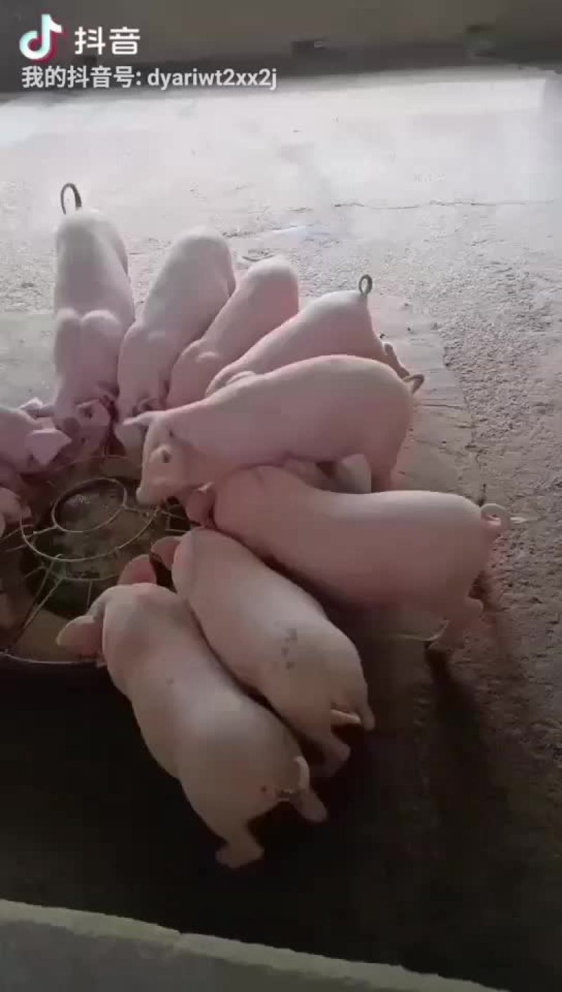 批发小猪