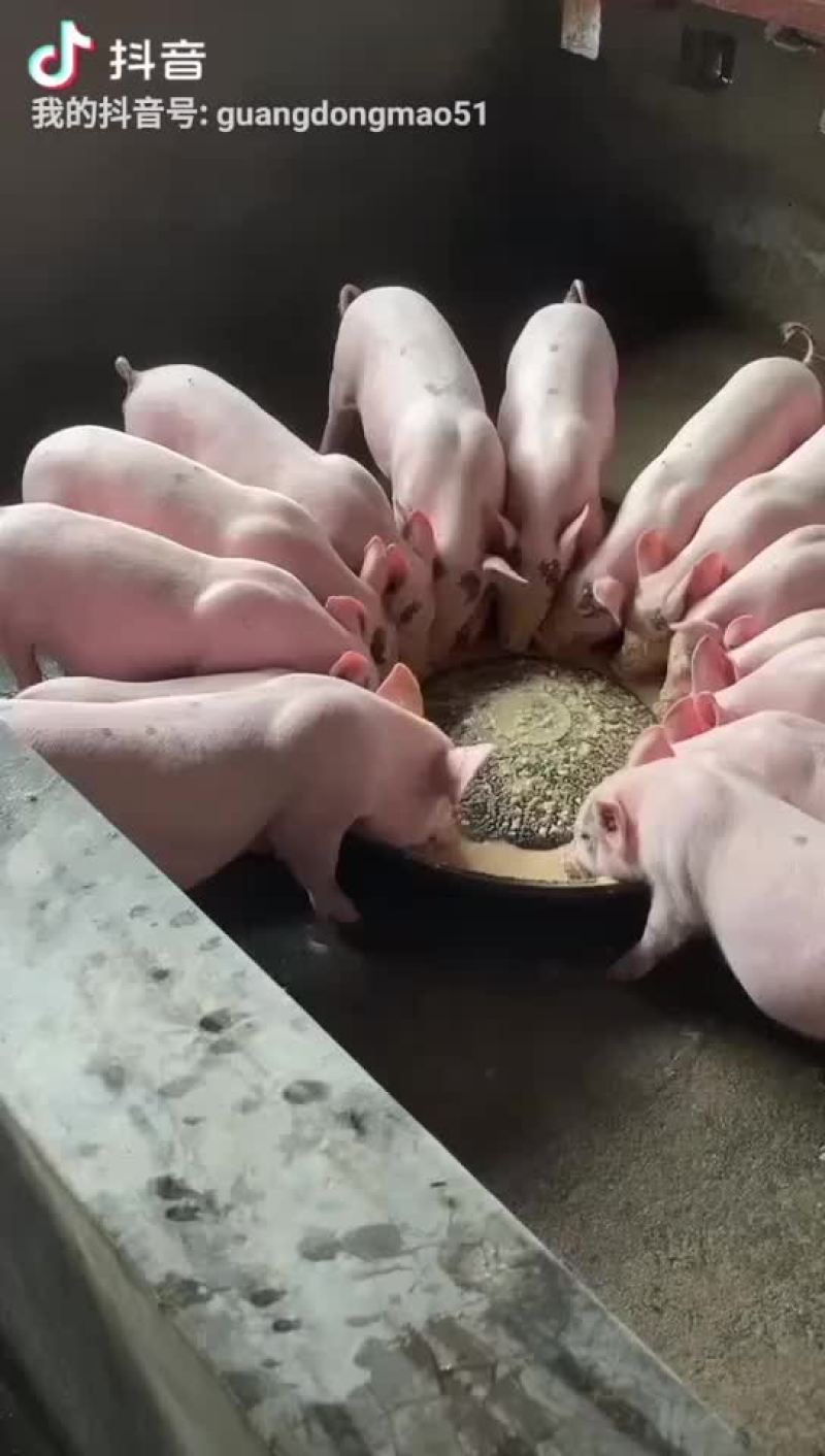 批发小猪
