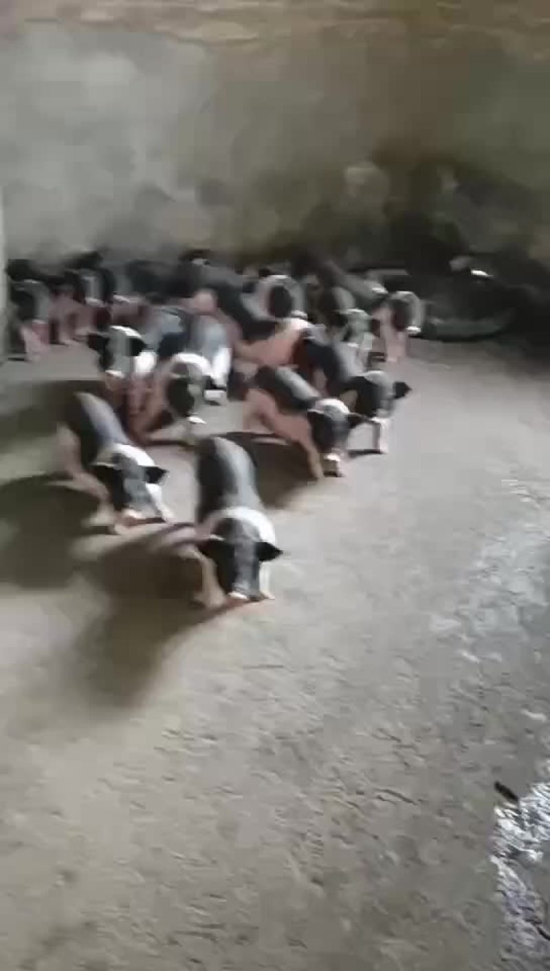 批发小猪