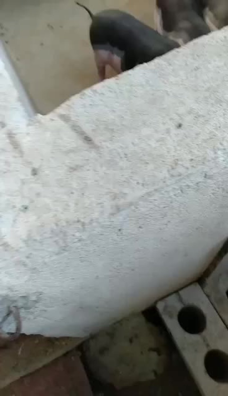 批发小猪