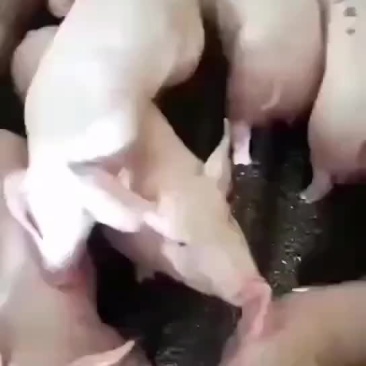 批发小猪