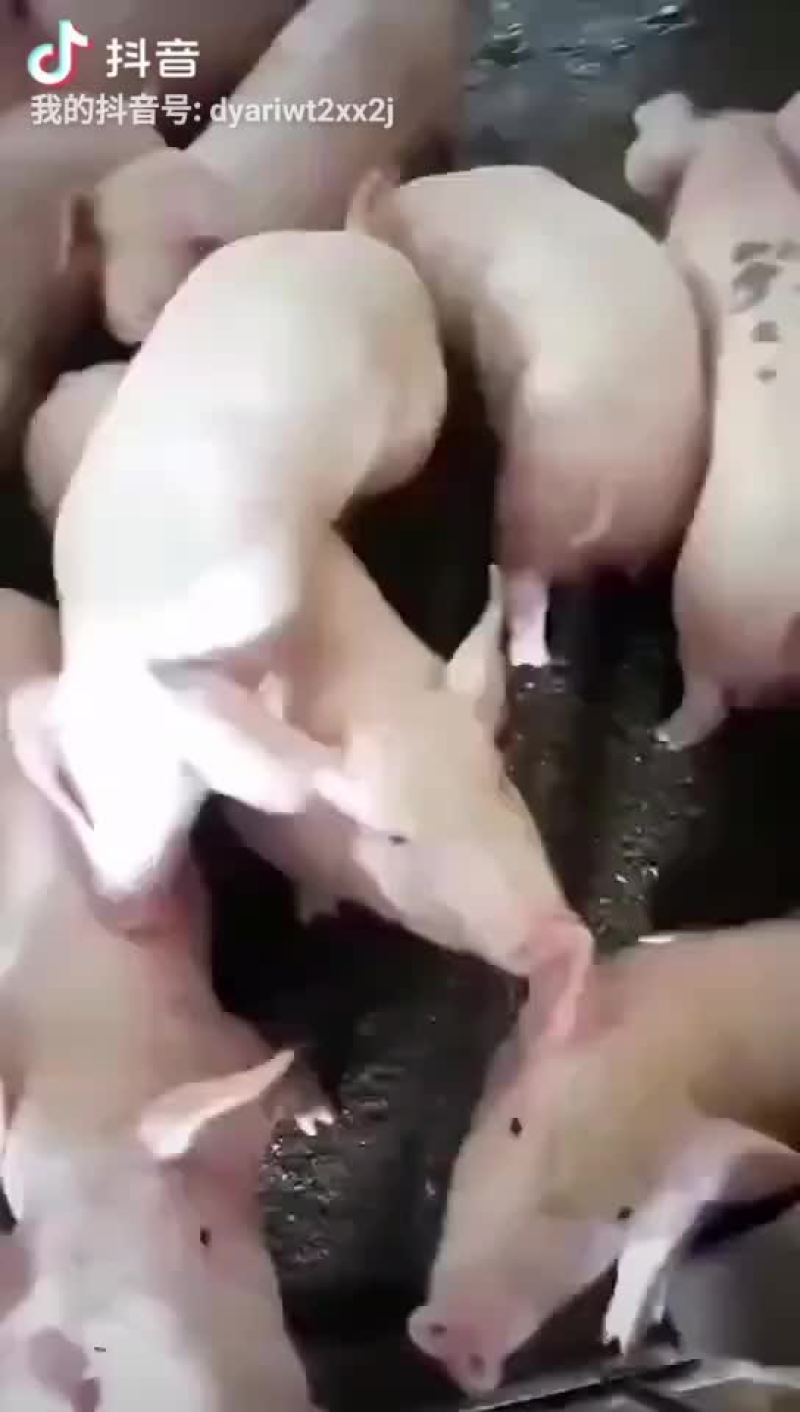 批发小猪