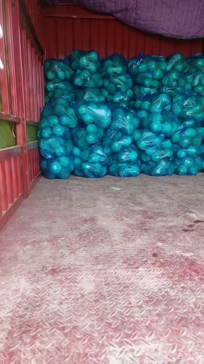 精品甘蓝