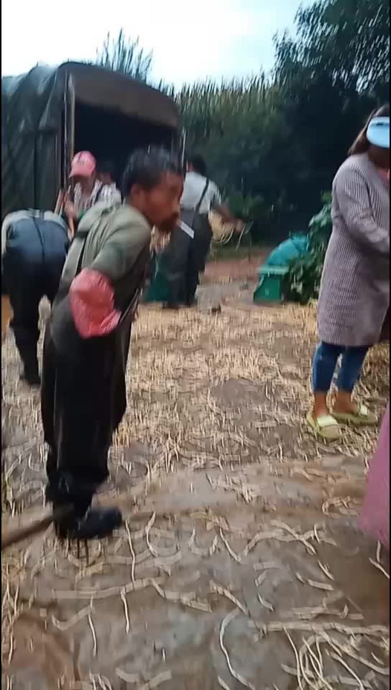 威宁县鱼腥草