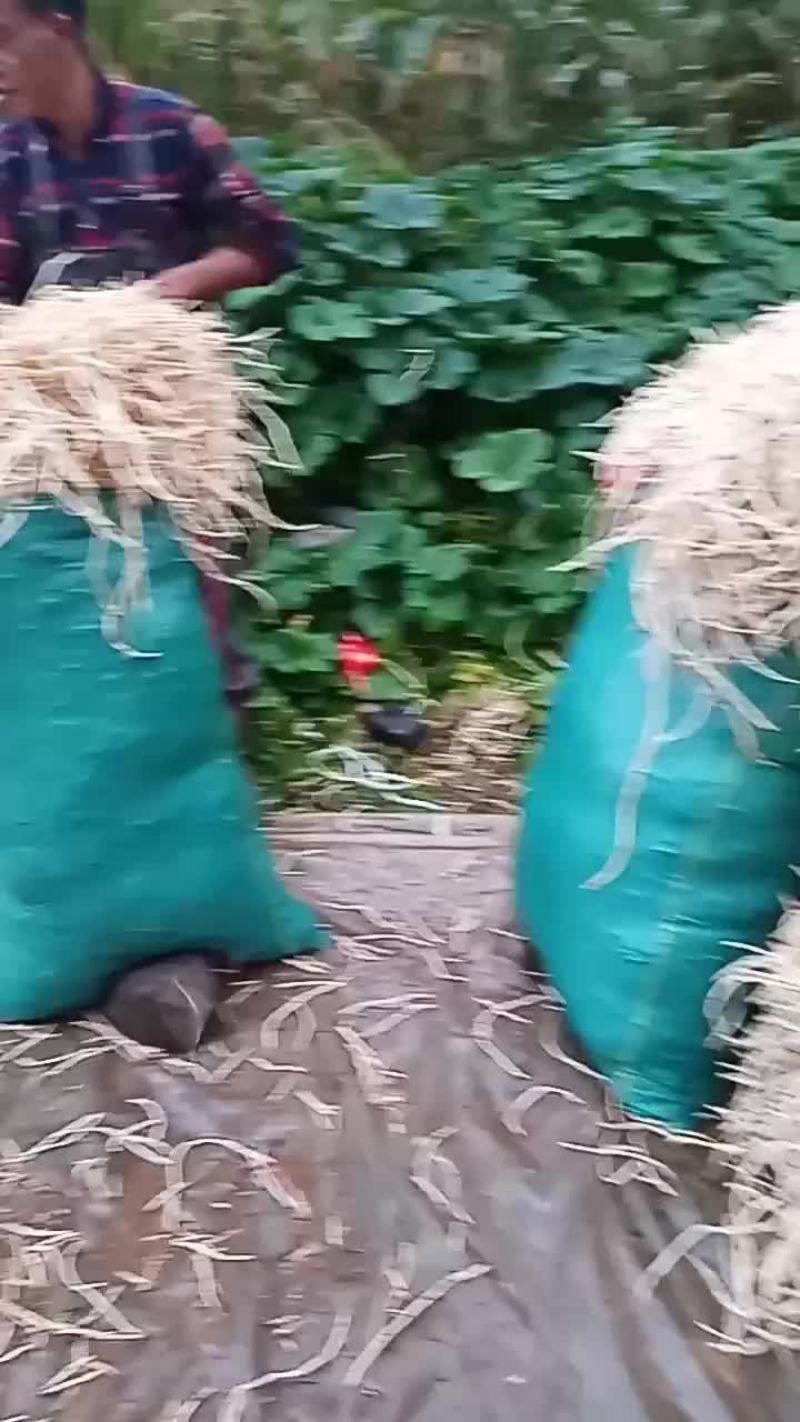 威宁县鱼腥草