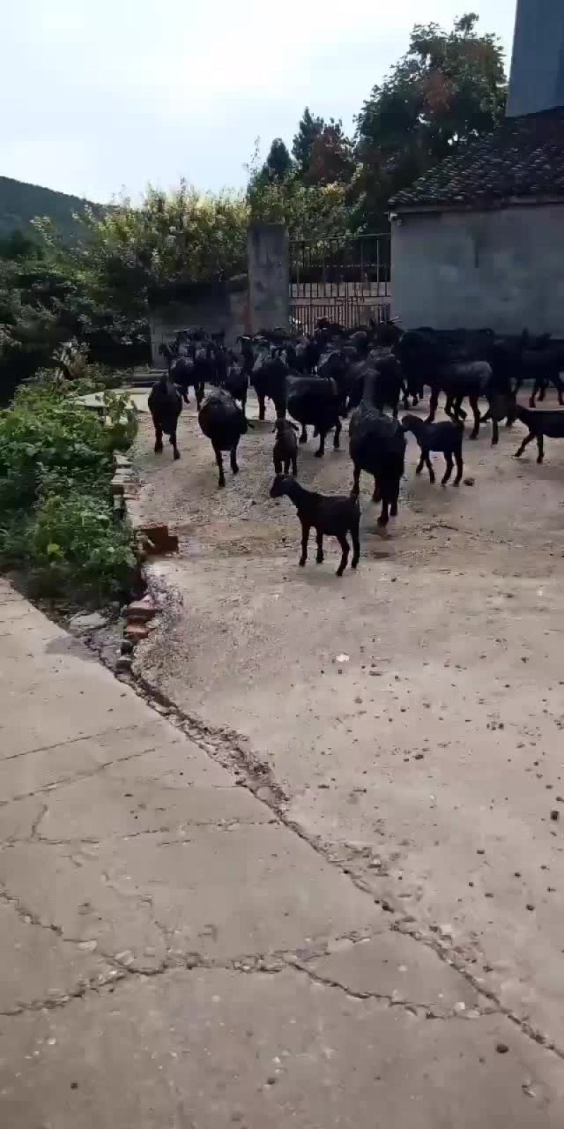努比亚黑山羊