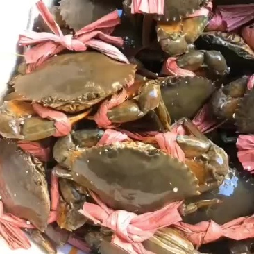 大膏蟹