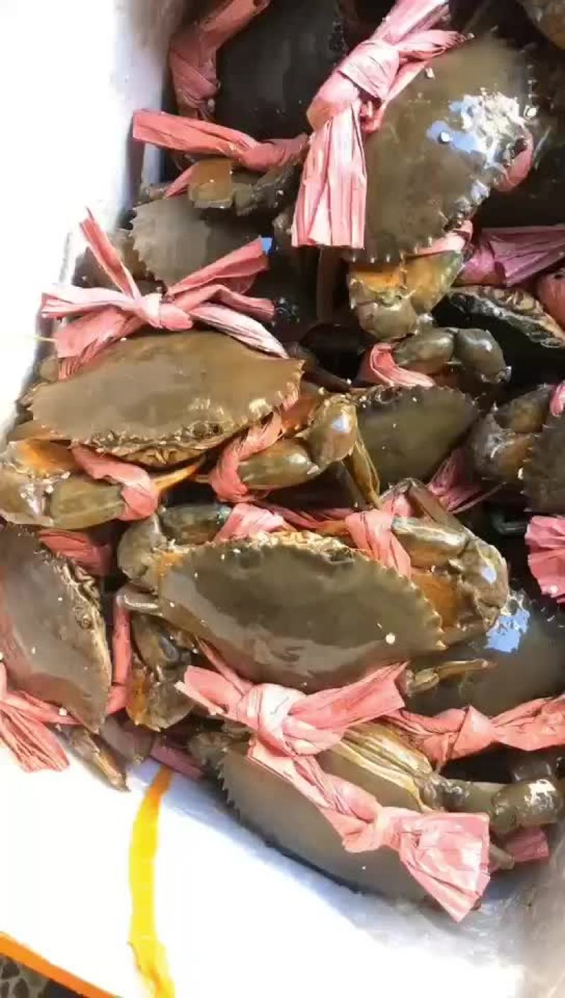 大膏蟹