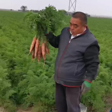 胡萝卜