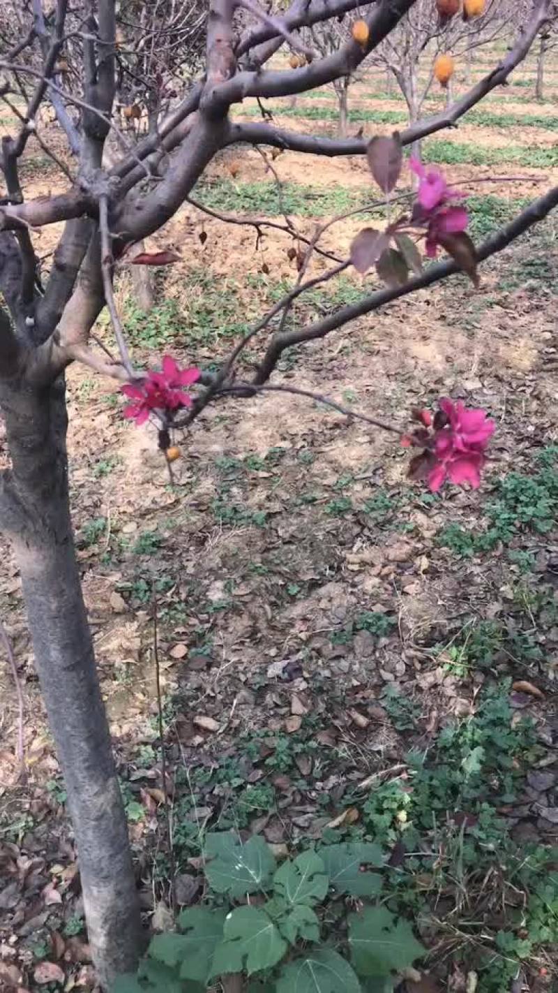 绚丽海棠，绚丽海棠，绚丽海棠，县挖现发，全国发货。
